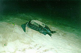 Nesting Leatherback