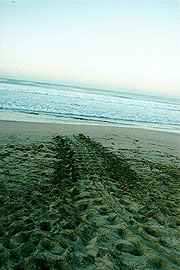 Leatherback tracks
